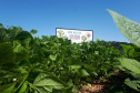 Lançamento do Feijão IPR Águia, em Ponta Grossa