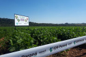 Lançamento do Feijão IPR Águia, em Ponta Grossa