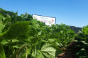 Lançamento do Feijão IPR Águia, em Ponta Grossa