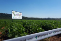 Lançamento do Feijão IPR Águia, em Ponta Grossa
