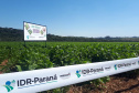 Lançamento do Feijão IPR Águia, em Ponta Grossa