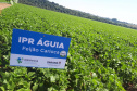 Lançamento do Feijão IPR Águia, em Ponta Grossa