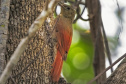 UEL publica estudos de dez anos sobre pássaros no Parque Nacional do Iguaçu