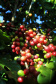 Visita técnica do Sistema Estadual de Agricultura a propriedades de café em Carlópolis