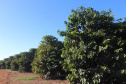 Visita técnica do Sistema Estadual de Agricultura a propriedades de café em Carlópolis