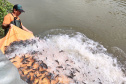 Copel repovoa rio Iguaçu com espécie de peixe ameaçada de extinção