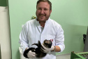  Com o fêmur fraturado, o macaco-prego precisou passar por cirurgia
