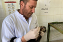  Com o fêmur fraturado, o macaco-prego precisou passar por cirurgia
