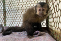  Com o fêmur fraturado, o macaco-prego precisou passar por cirurgia