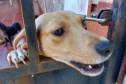 Polícia Penal doa camas e roupas pet produzidas com resíduos têxteis a abrigo de resgate de animais