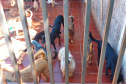 Polícia Penal doa camas e roupas pet produzidas com resíduos têxteis a abrigo de resgate de animais