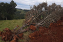 Fiscais do Instituto Água e Terra (IAT) detectaram 245,42 hectares de vegetação nativa retirada ilegalmente e emitiram 167 Autos de Infração Ambiental no Sudoeste do Paraná