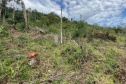 Fiscais do Instituto Água e Terra (IAT) detectaram 245,42 hectares de vegetação nativa retirada ilegalmente e emitiram 167 Autos de Infração Ambiental no Sudoeste do Paraná