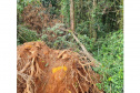 Fiscais do Instituto Água e Terra (IAT) detectaram 245,42 hectares de vegetação nativa retirada ilegalmente e emitiram 167 Autos de Infração Ambiental no Sudoeste do Paraná