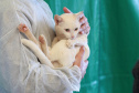 gato