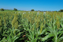 Dia de campo mostra o potencial do sorgo no Arenito Caiuá