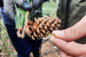  O IAT começou uma consulta pública para ampliar o debate sobre a regulamentação do cultivo de pinus e outras plantas exóticas invasoras no Paraná.