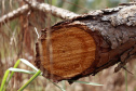  O IAT começou uma consulta pública para ampliar o debate sobre a regulamentação do cultivo de pinus e outras plantas exóticas invasoras no Paraná.