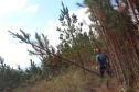  O IAT começou uma consulta pública para ampliar o debate sobre a regulamentação do cultivo de pinus e outras plantas exóticas invasoras no Paraná.