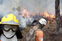 Brigadistas Voluntários