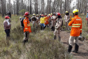 Brigadistas Voluntários