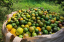 Incidência de Greening