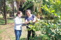 Incidência de Greening