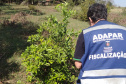 Incidência de Greening