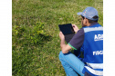 Incidência de Greening