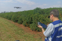 Incidência de Greening