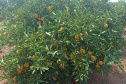 Incidência de Greening