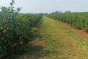 Incidência de Greening