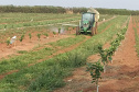 Incidência de Greening