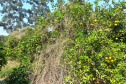 Incidência de Greening