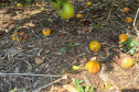 Incidência de Greening