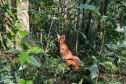 Lobo-guará