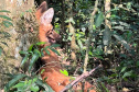 Lobo-guará