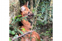 Lobo-guará