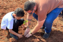 Instituto Água e Terra (IAT) já distribuiu mais de 8,5 milhões de mudas de espécies nativas desde 2019 , 70 mil delas apenas nesta semana, em comemoração ao Dia da Árvore.