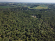  Paraná lidera a produção nacional de lenha e produtos alimentícios da silvicultura