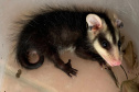 IAT alerta para período de reprodução dos gambás e reforça a convivência pacífica com esses animais 