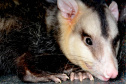 IAT alerta para período de reprodução dos gambás e reforça a convivência pacífica com esses animais 