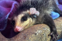 IAT alerta para período de reprodução dos gambás e reforça a convivência pacífica com esses animais 