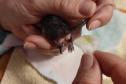 IAT alerta para período de reprodução dos gambás e reforça a convivência pacífica com esses animais 