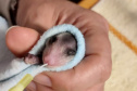 IAT alerta para período de reprodução dos gambás e reforça a convivência pacífica com esses animais 