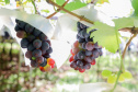 Com reconhecimento nacional, Marialva reforça vocação como maior produtora de uvas do Paraná