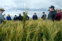 IDR-Paraná mostra viabilidade do cultivo de cereais de inverno em Ponta Grossa