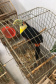  Fiscais do escritório regional do IAT de Curitiba resgataram 20 aves silvestres vítimas de maus-tratos em Rio Branco do Sul.