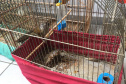  Fiscais do escritório regional do IAT de Curitiba resgataram 20 aves silvestres vítimas de maus-tratos em Rio Branco do Sul.