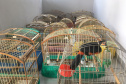  Fiscais do escritório regional do IAT de Curitiba resgataram 20 aves silvestres vítimas de maus-tratos em Rio Branco do Sul.